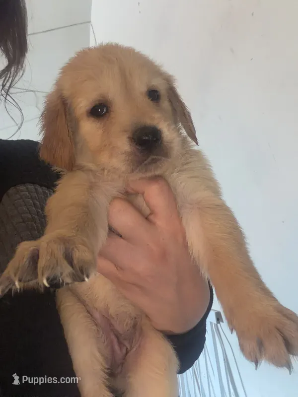 Puppy E – Golden Retriever puppy on hold in Las Vegas, NV