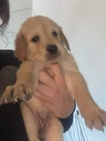 Puppy E, a male Golden Retriever for sale in Las Vegas, NV – 1 of 1