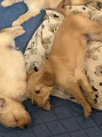 Puppy a , a female Golden Retriever for sale in Las Vegas, NV – 2 of 3