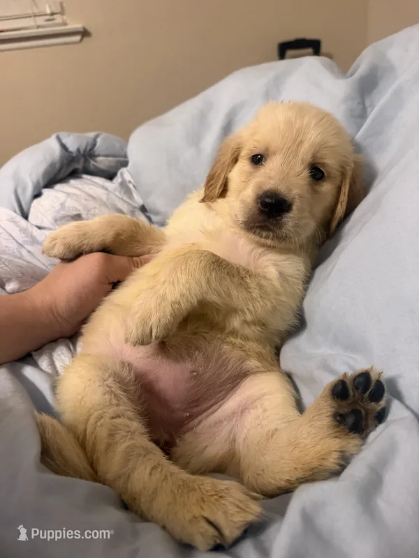 Puppy B – Golden Retriever puppy on hold in Las Vegas, NV