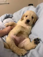Puppy B, a female Golden Retriever for sale in Las Vegas, NV – 1 of 1