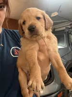 Puppy a , a female Golden Retriever for sale in Las Vegas, NV – 1 of 3