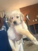 Puppy d , a female Golden Retriever for sale in Las Vegas, NV – 3 of 3