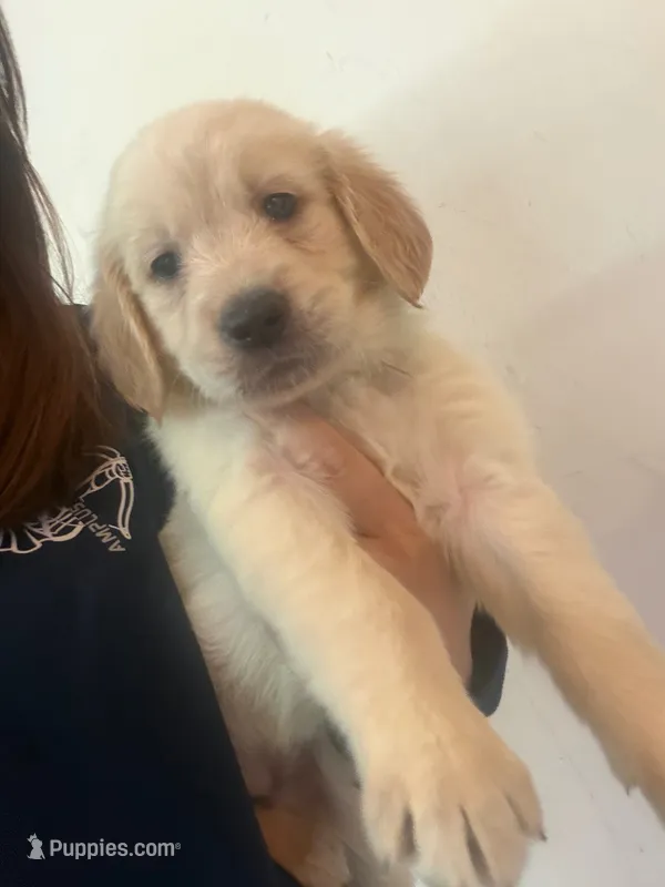 Puppy c  – Golden Retriever puppy for sale in Las Vegas, NV