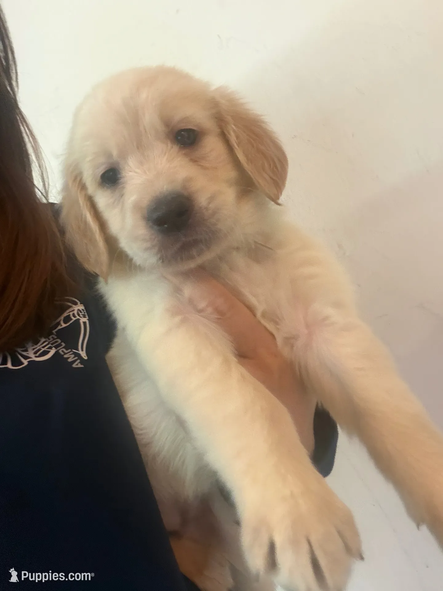 Puppy c , a female Golden Retriever for sale in Las Vegas, NV – 1 of 3