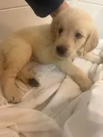 Puppy c , a female Golden Retriever for sale in Las Vegas, NV – 3 of 3