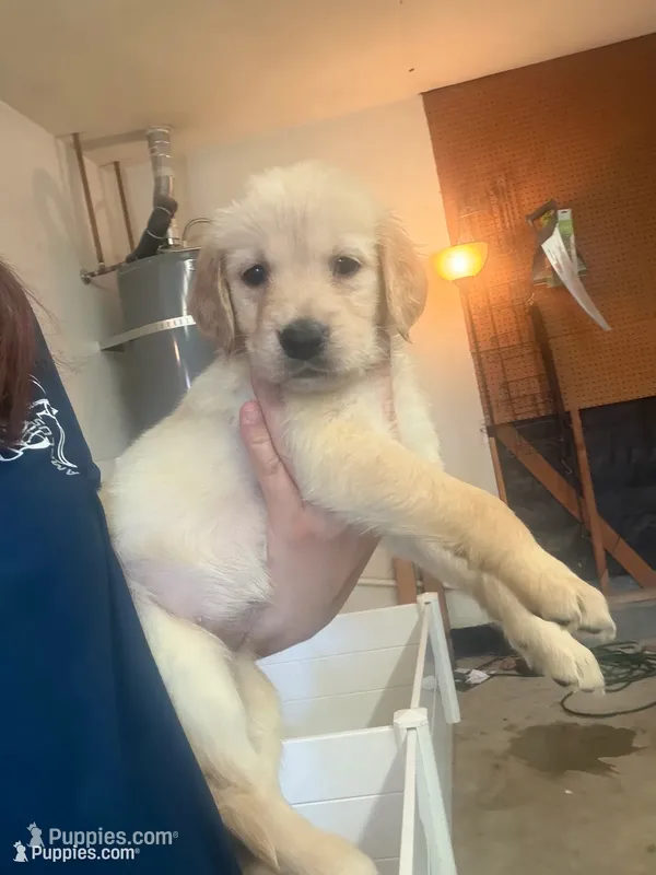 Puppy d  – Golden Retriever puppy for sale in Las Vegas, NV