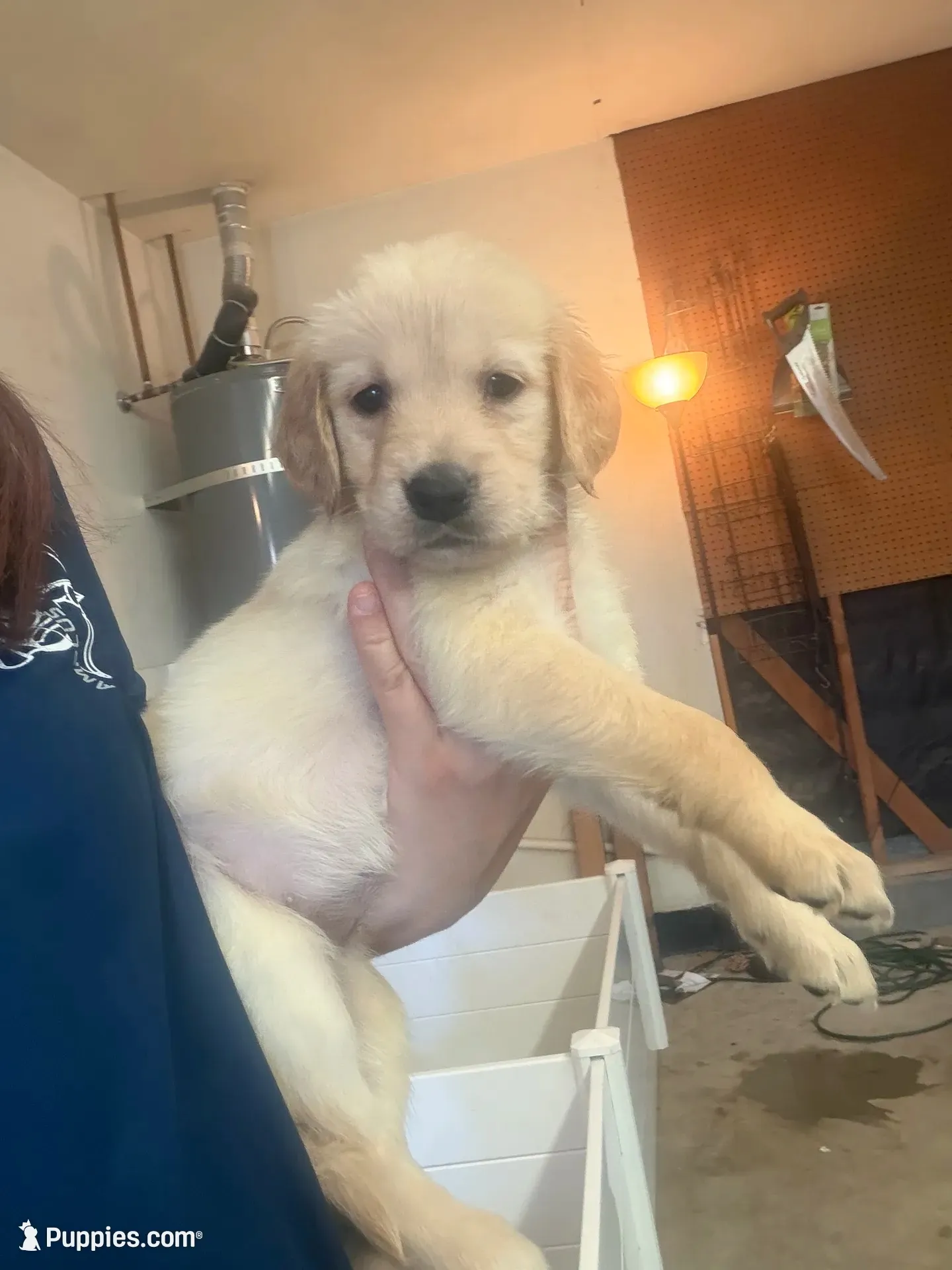 Puppy d , a female Golden Retriever for sale in Las Vegas, NV – 1 of 3