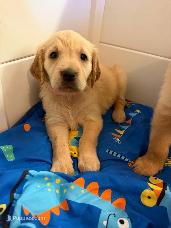Puppy a  – Golden Retriever puppy for sale in Las Vegas, NV