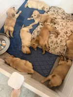 Puppy a , a female Golden Retriever for sale in Las Vegas, NV – 3 of 3