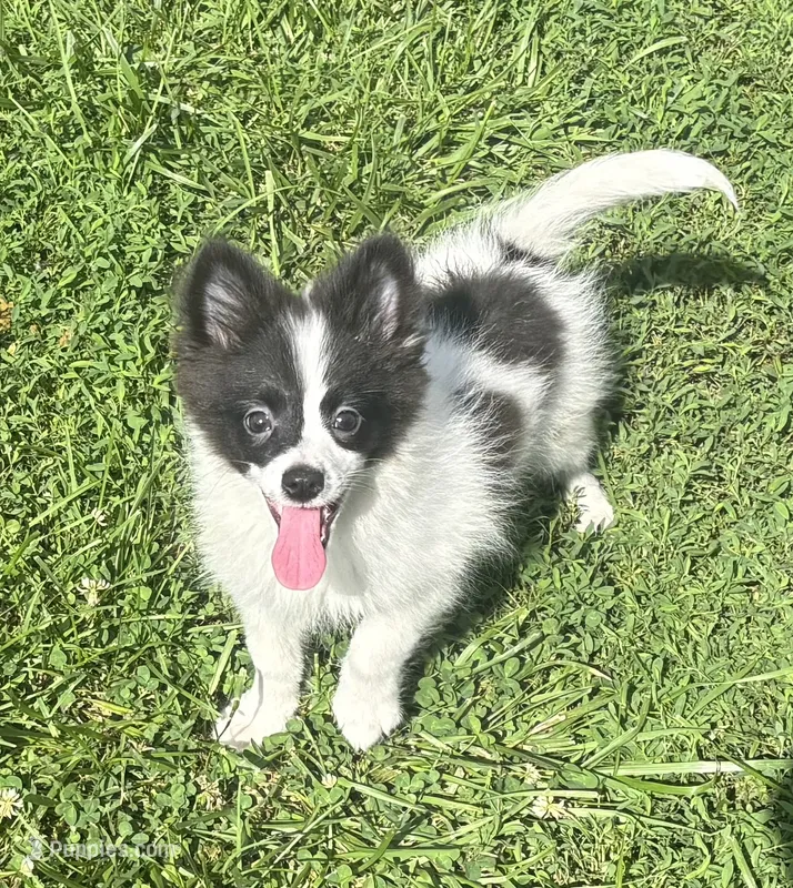Spinner – Pomeranian puppy for sale in Roseville, IL