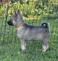 Mary lou, a female Norwegian Elkhound for sale in Roseville, IL – 3 of 5