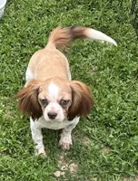 Lilly, a female Shih Tzu for sale in Roseville, IL – 1 of 3