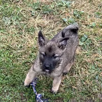 Nikki, a female Norwegian Elkhound for sale in Roseville, IL – Photo 1 of 3