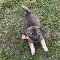 Nikki, a female Norwegian Elkhound for sale in Roseville, IL – Photo 3 of 3