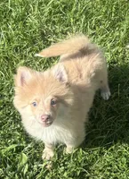 Twister, a male Pomeranian for sale in Roseville, IL – 3 of 3