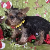 Mabel, a female Yorkshire Terrier for sale in Roseville, IL – Photo 3 of 3