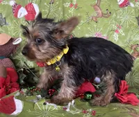 Mabel, a female Yorkshire Terrier for sale in Roseville, IL – Photo 3 of 3