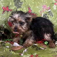 Mabel, a female Yorkshire Terrier for sale in Roseville, IL – Photo 1 of 3