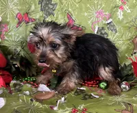 Mabel, a female Yorkshire Terrier for sale in Roseville, IL – Photo 1 of 3