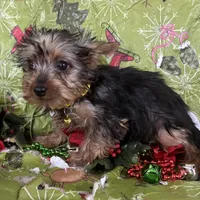Mabel, a female Yorkshire Terrier for sale in Roseville, IL – Photo 2 of 3