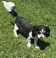Dandee, a male Shih Tzu for sale in Roseville, IL – 5 of 6