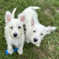 Ziggy, a male West Highland White Terrier for sale in Roseville, IL – Photo 2 of 2