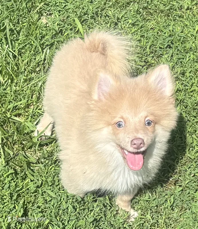 Twister – Pomeranian puppy for sale in Roseville, IL