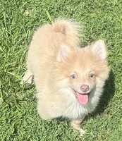 Twister, a male Pomeranian for sale in Roseville, IL – 1 of 3