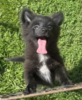 Ember, a male Pomeranian for sale in Roseville, IL – 2 of 2