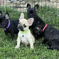 Kimberly, a female French Bulldog for sale in Roseville, IL – Photo 2 of 3
