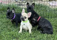 Kimberly, a female French Bulldog for sale in Roseville, IL – Photo 2 of 3