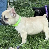 Kimberly, a female French Bulldog for sale in Roseville, IL – Photo 1 of 3