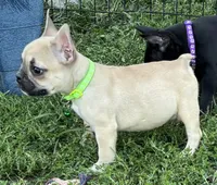 Kimberly, a female French Bulldog for sale in Roseville, IL – Photo 1 of 3