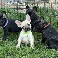 Kimberly, a female French Bulldog for sale in Roseville, IL – Photo 3 of 3