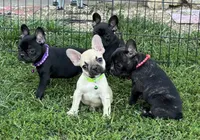 Kimberly, a female French Bulldog for sale in Roseville, IL – Photo 3 of 3