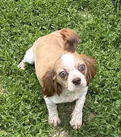 Lilly, a female Shih Tzu for sale in Roseville, IL – 3 of 3