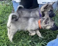 Mary lou, a female Norwegian Elkhound for sale in Roseville, IL – 4 of 5
