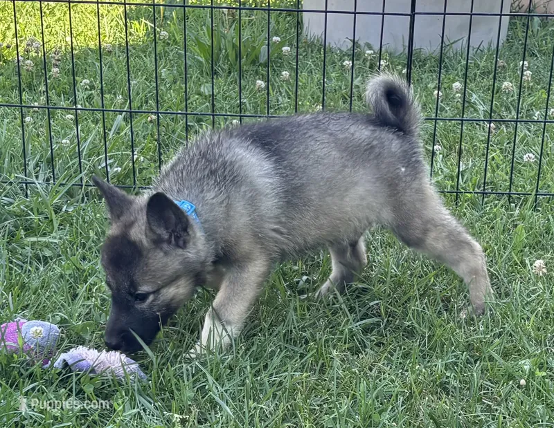 Handsome  – Norwegian Elkhound puppy for sale in Roseville, IL