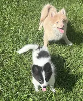 Spinner, a male Pomeranian for sale in Roseville, IL – 3 of 3