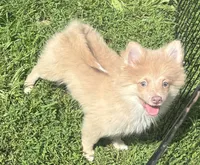 Twister, a male Pomeranian for sale in Roseville, IL – 2 of 3