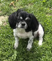 Dandee, a male Shih Tzu for sale in Roseville, IL – 2 of 6