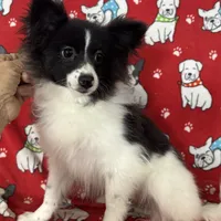 Parti girl, a female Pomeranian for sale in Roseville, IL – Photo 2 of 2