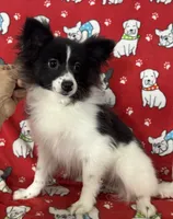 Parti girl, a female Pomeranian for sale in Roseville, IL – Photo 2 of 2