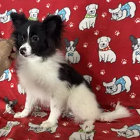 Parti girl, a female Pomeranian for sale in Roseville, IL – Photo 1 of 2