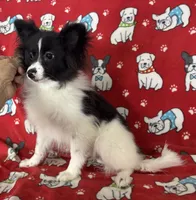 Parti girl, a female Pomeranian for sale in Roseville, IL – Photo 1 of 2