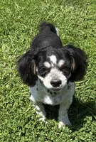 Dandee, a male Shih Tzu for sale in Roseville, IL – 3 of 6