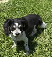 Dandee, a male Shih Tzu for sale in Roseville, IL – 4 of 6