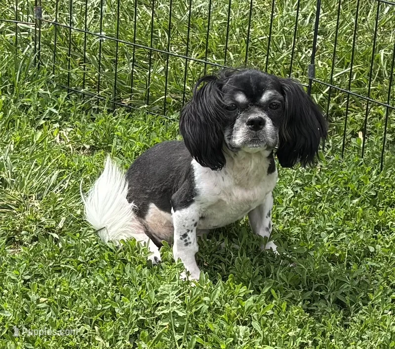 Dandee, a male Shih Tzu for sale in Roseville, IL – 1 of 6