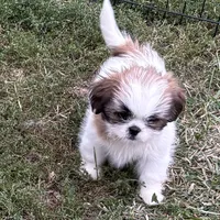 Baby bear, a female Shih Tzu for sale in Roseville, IL – Photo 1 of 4
